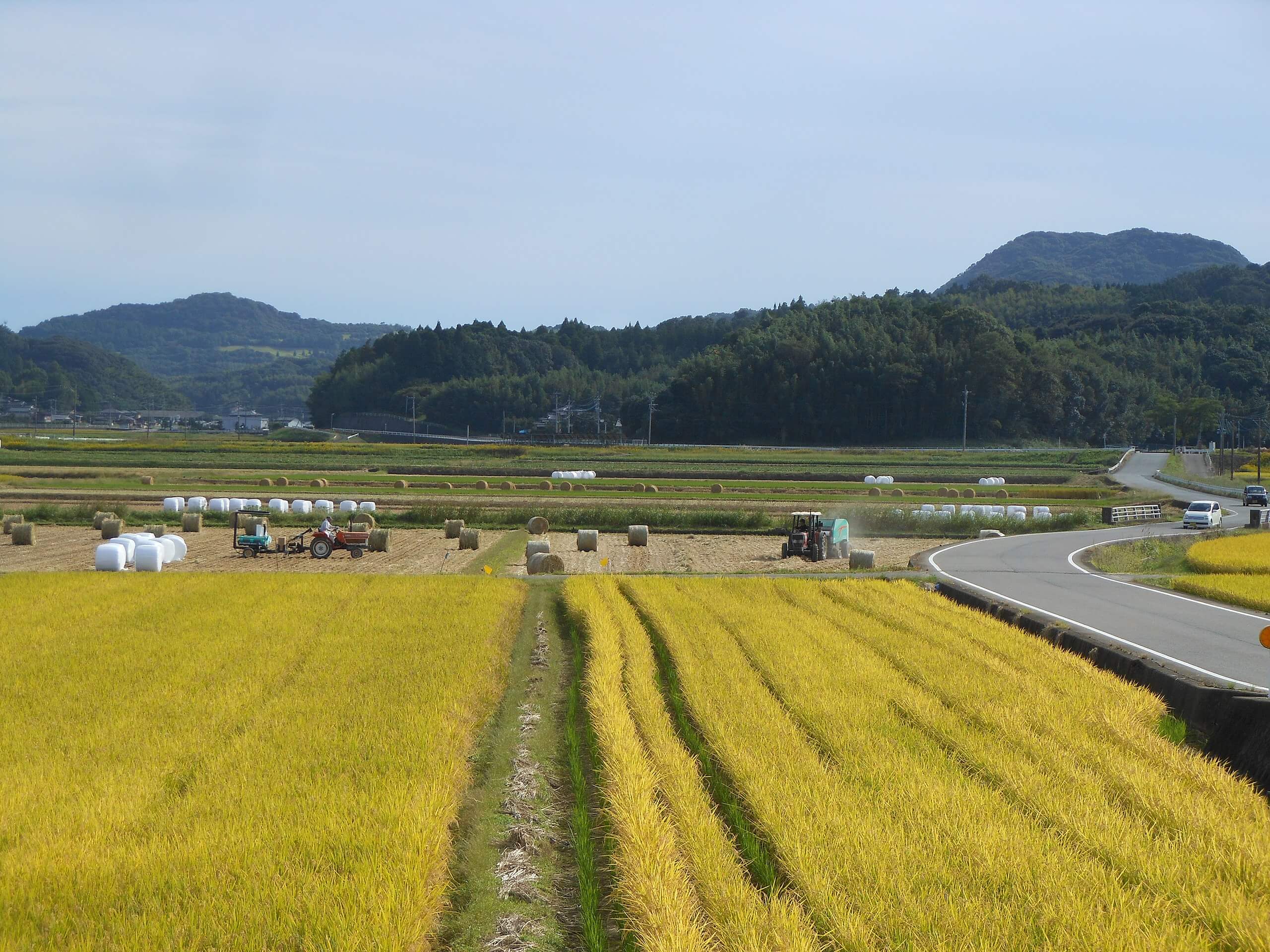 Los precios del arroz en Japón se disparan y ponen en jaque al gobierno de Ishiba, que enfrenta una crisis apenas un año después de asumir.